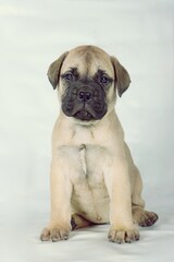 sitting puppy bullmastiff isolated on studio