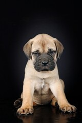 Obraz premium portrait of puppy on studio 