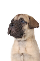 portrait of a bullmastiff puppy in studio 