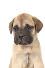 Obraz premium portrait of a bullmastiff puppy in studio 