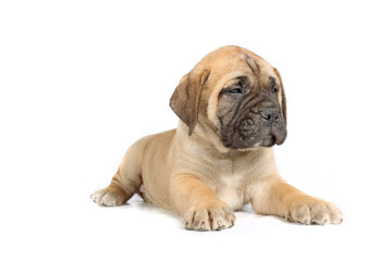 bullmastiff puppy lying isolated on a background in studio 