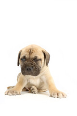 bullmastiff puppy lying isolated on a background in studio 