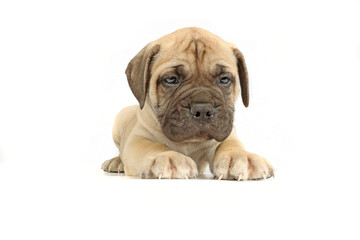 Obraz premium bullmastiff puppy lying isolated on a background in studio 