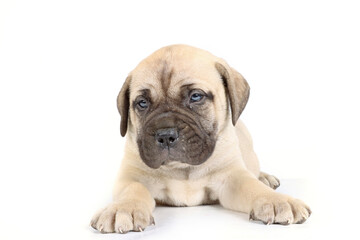 bullmastiff puppy lying isolated on a background in studio 