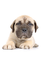 bullmastiff puppy lying isolated on a background in studio 