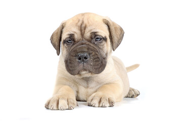 bullmastiff puppy lying isolated on a background in studio 