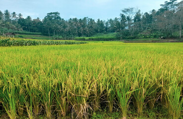 rice field in the summer