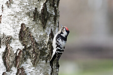 Lesser spotted woodpecker sitting on a birch trunk