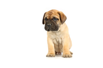 Obraz premium sitting puppy bullmastiff isolated on studio