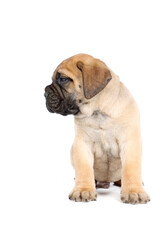 sitting puppy bullmastiff isolated on studio