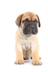 sitting puppy bullmastiff isolated on studio