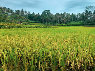 green rice field