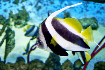The Belopera kabuba or belopera pennant butterfly or pennant bristlefish Heniochus acuminatus is a species of ray - finned fish from the family bristlefish swimming in the water