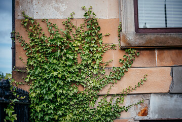 Green ivy leaves climbing brick house wall in Scotland