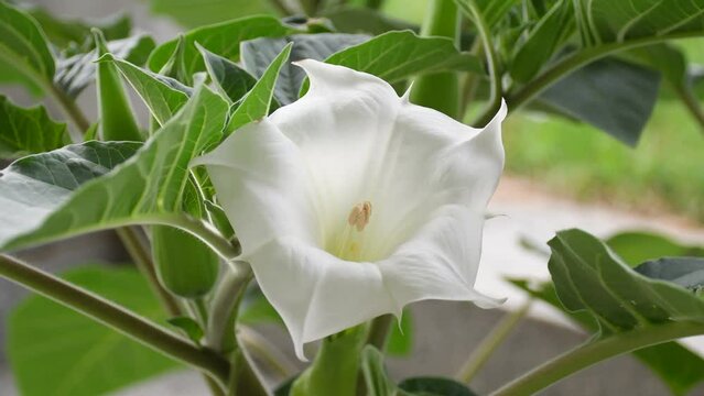thorn apple with white flower in morning sun