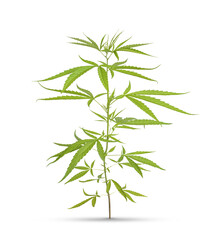 Marijuana trees for medical use are used separately isolated on transparent background. (.PNG)