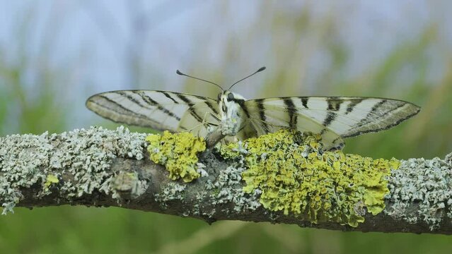 Frot shot of Scarce swallowtail butterfly (Iphiclides podalirius) sits on a tree branch on blue sky background. Macro shot