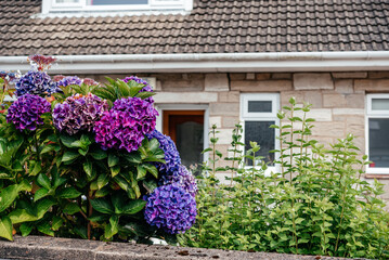 Purple and violet hydrangea flowers in a front yard in Scotland, the UK