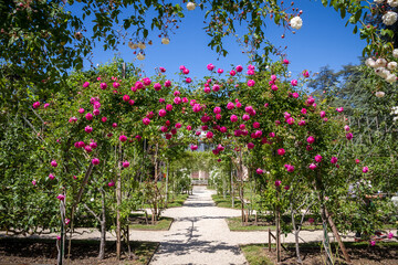 Pergola of roses in a french garden