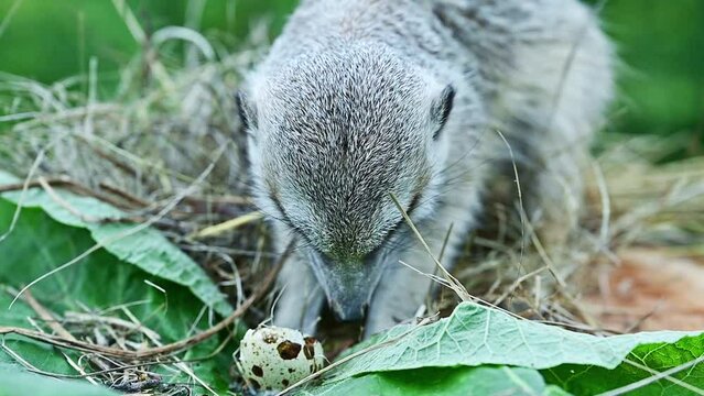 Little meerkat (also known as suricata) ruins a quail nest in a natural environment
