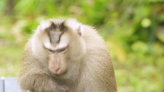 Confused old Monkey, pig tail macaque scratches his head in disbelief. In tropical south east Asia rainforest mammal with stunning facial features.