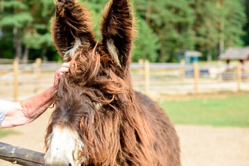 a brown donkey with a white nose in an outdoor park on a sunny day in green grass