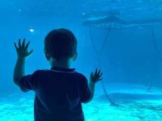 Young boy starring at water at Sea life Aquarium on the Sunshine Coast, Queensland Australia