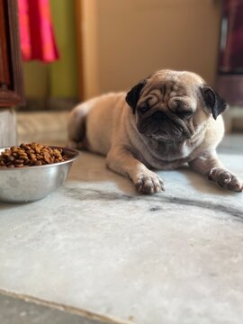 Pug Girl with food
