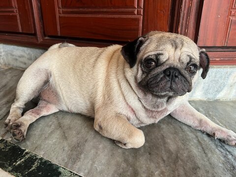 Cute Pug Girl