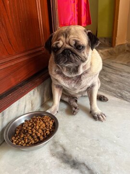Pug with food
