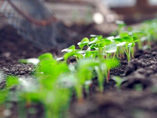 Blurred foreground. Growing vegetables seedlings from seeds at home. Planting season.