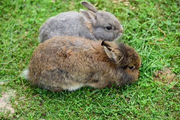 brown and gray rabbit in nature park on green grass