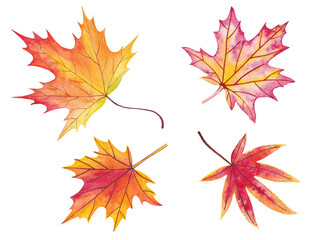 Naklejka na ściany i meble Set of autumn maple leaves isolated on white background. Watercolor illustration.