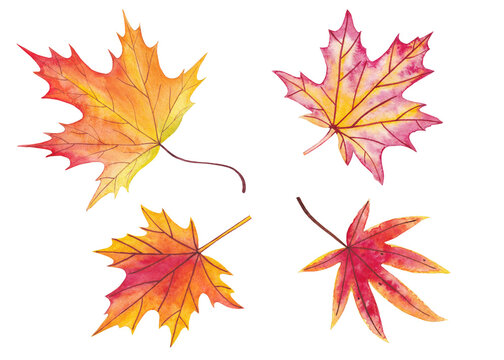 Set of autumn maple leaves isolated on white background. Watercolor illustration.