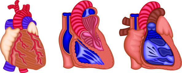 心臓　構造　イラスト
