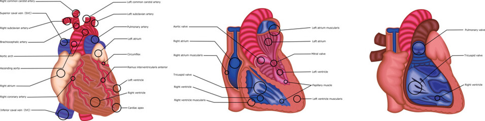 心臓　構造　イラスト