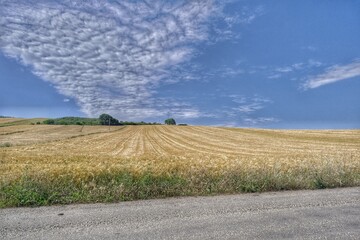 Fototapeta premium beautiful landscape with a field of wheat, Low angle view of agricultural field from gravel road.
