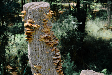 a closeup shot of a tree trunk, Poison mushrooms, growing mushroom on cut tree body.