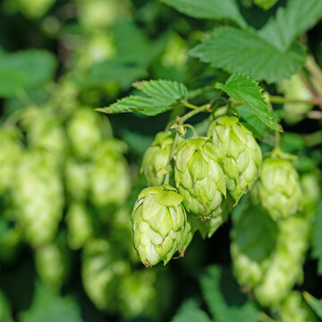 Weibliche Bl&uuml;ten vom Hopfen, Humulus lupulus