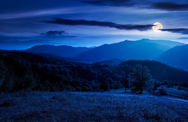 Fototapeta premium landscape of carpathian countryside at night. early autumn season in mountains in full moon light. trees on the grassy hills rolling in to the distant valley