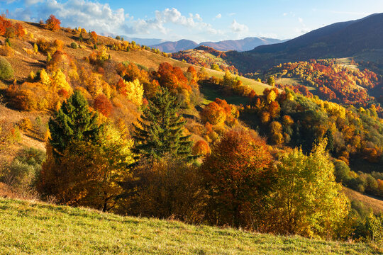 carpathian rural landscape in autumn. beautiful mountainous scenery in evening light. trees in colorful foliage on a grassy hills