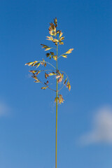 Poa angustifolia, Poa annua, Annual bluegrass, Poa pratensis, commonly known as Kentucky bluegrass, blue grass, meadow grass
