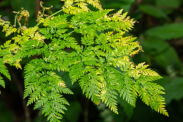 Green patterned leaves of a plant Conium maculatum in the sun in autumn macros, top view, texture
