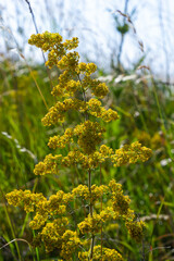Flowering meadow, Galium verum, lady's bedstraw or yellow bedstraw. Galum verum is a herbaceous perennial plant. Healthy plant