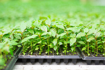Young seedlings of Mitragyna speciosa leaves grown on a farm or plot.