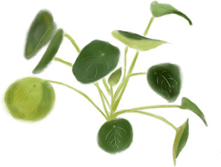 leaves isolated on transparent 