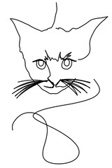 cat and illustration