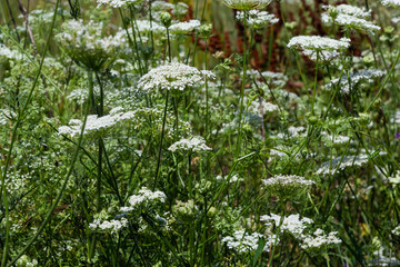 Daucus carota inflorescence, showing umbellets. White small flowers on garden. Blooming vegetables in the garden