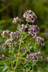 Close up view of pinc and lilac flowerheads of blooming oregano, origanum vulgare. Selected focus, blurred background