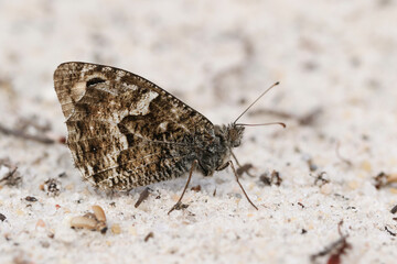 A Grayling Butterfly, Hipparchia semele, resting on the ground in heathland.